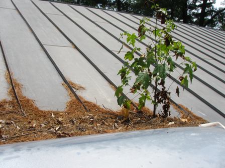 Skylight_with_baby_tree_and_lots_of_gathered_debris